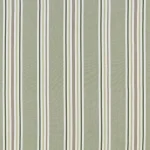 Maine Olive