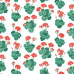Pelargonium